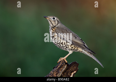 Mistle Thrush Turdus viscivorus Banque D'Images