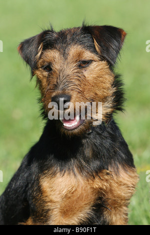 Terrier de chasse allemand . Portrait de chien adulte Banque D'Images