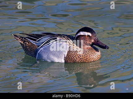 Sarcelle d'été (Anas querquedula) Drake, UK Banque D'Images