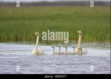 Cygne chanteur (Cygnus cygnus), avec cinq paires adultes cygnets sur lac intérieur Banque D'Images