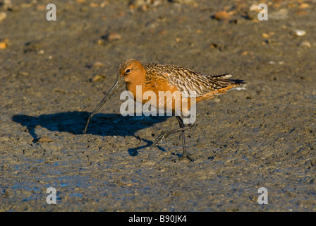 Pfuhlschnepfe (Limosa lapponica) Maennchen Barge à queue Bar Banque D'Images