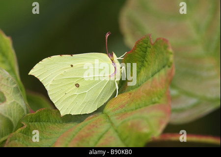 (Gonepteryx rhamni Brimstone Butterfly), homme au repos on leaf Banque D'Images