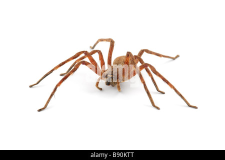 Une araignée velue pluie Africaine (Palystes spp) on white Banque D'Images