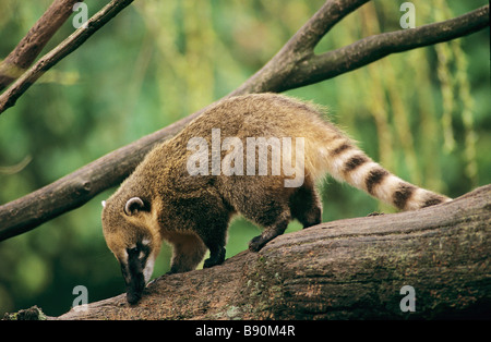 South American Coati - Comité permanent sur la branche / Nasua nasua Banque D'Images