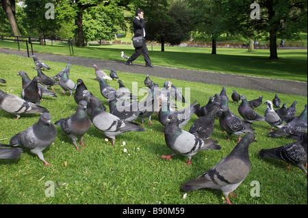 Pigeons sauvages, pigeons domestiques, Feral Pigeon biset (Columba livia domestica) dans city park avec passant sur téléphone mobile Banque D'Images