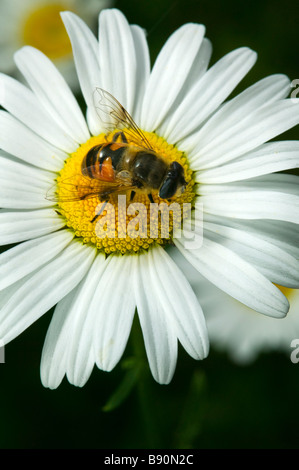 Close-up d'une abeille sur une marguerite. Banque D'Images