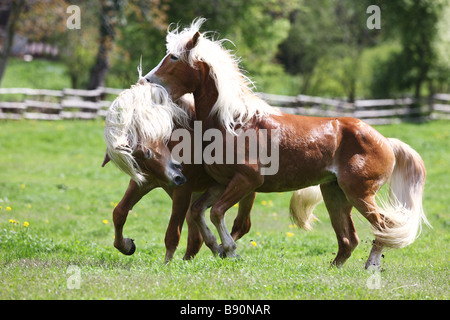Deux jeunes chevaux Haflinger - lutte contre Banque D'Images