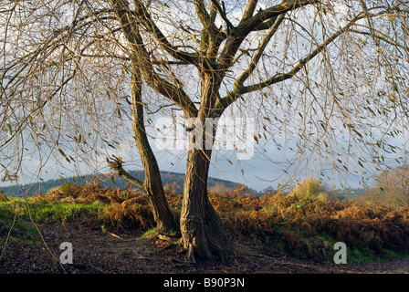 Un saule Salix caprea sur les rives de la rivière Wye près de Hay on Wye Powys Pays de Galles l'hiver 2007 Banque D'Images