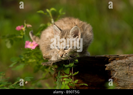 Chaton Bobcat relaxant confortablement sur un journal et à la recherche autour de ce qui se passe dans son environnement Banque D'Images