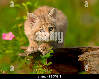 Très jolie photo d'un lynx chaton alertly à mouvements jusqu'à dans ses environs Banque D'Images