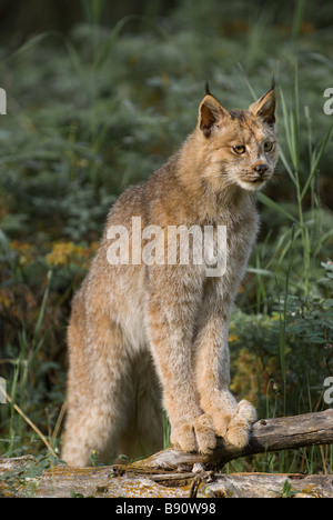 Les lynx adultes posant avec ses énormes pattes sur une branche d'un arbre tombé Banque D'Images