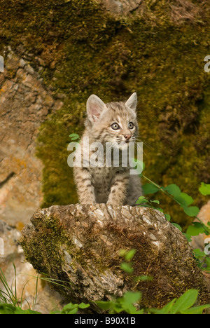 Très jolie image d'un chaton bobcat debout sur un rocher Banque D'Images