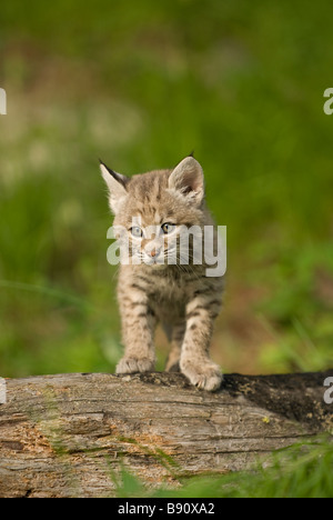 Très jolie photo d'un lynx chaton debout sur un arbre tombé Banque D'Images