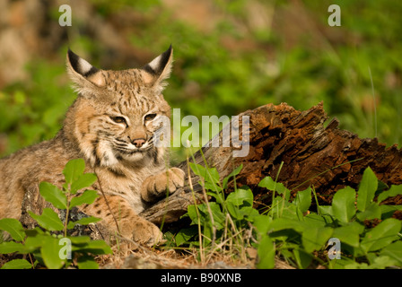 Bobcat adultes détente dans l'herbe par une chaude matinée d'été Banque D'Images