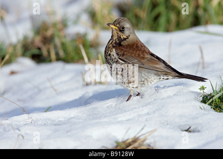 Dans la neige f Turdus Fieldfare Banque D'Images