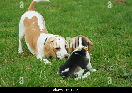 Chien et chiot Beagle on meadow Banque D'Images