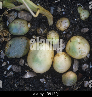 La maturité des tubercules de pomme de terre l'écologisation de la solanine avec après avoir été exposés à la lumière du soleil Banque D'Images