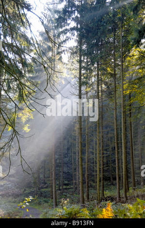 Rayons de soleil tôt le matin à travers les épicéas dans Karlsbrunn streaming Allemagne Banque D'Images