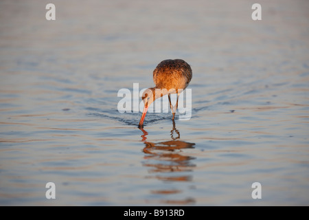 La Barge marbrée Limosa fedoa beringiae dans l'alimentation en plumage d'hiver à l'aube de surf Banque D'Images