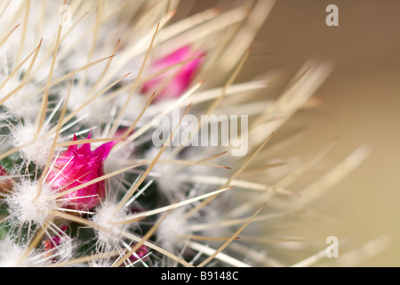 Close up macro image de fleurs de cactus avec épines piquantes Banque D'Images