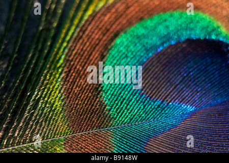 Close up of Peacock feather Banque D'Images