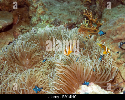 Poissons clowns à ailettes d'orange et de l'océan Indo pasific Anémone Banque D'Images