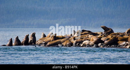 Les Lions de mer de Steller Eumetopias jubatus sur l'Alaska d'échouerie Banque D'Images