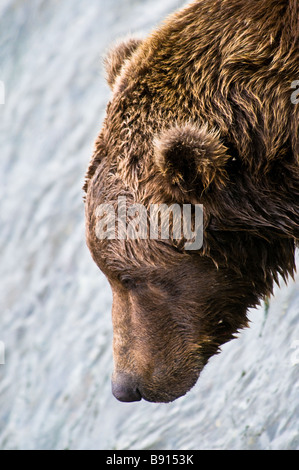 Close up d'un grizzli mâle adultes sauvages tête, Ursus arctos horriblis, Katmai National Park, Alaska, USA Banque D'Images