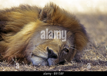 Close up portrait of male lion à crinière fine couchée et de repos Le Parc National du Serengeti Tanzanie Afrique de l'Est Banque D'Images