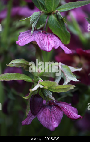 Close up of Pink Helleborus Banque D'Images