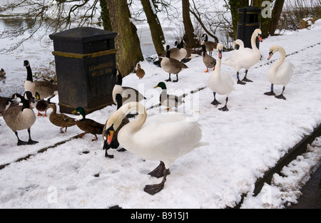 Cygnes, canards et oies sur la chaussée couverte de neige au lac Rhayader Powys Pays de Galles UK Banque D'Images