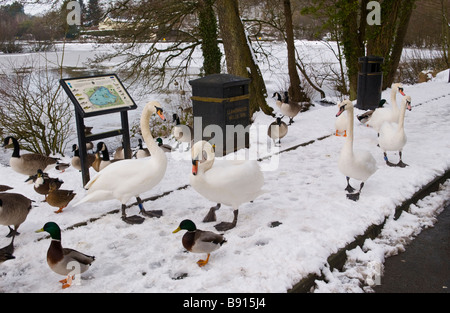 Cygnes, canards et oies sur la chaussée couverte de neige au lac Rhayader Powys Pays de Galles UK Banque D'Images