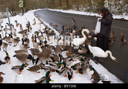 Woman feeding cygnes canards et oies au bord du lac Rhayader Powys Pays de Galles UK Banque D'Images