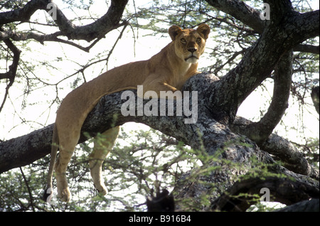 Repos lionne élevée dans les branches d'un acacia Parc National de Serengeti Tanzanie Afrique de l'Est Banque D'Images