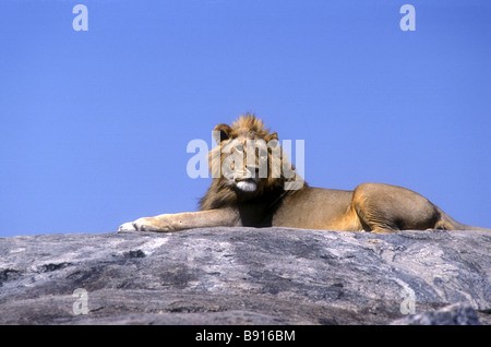 Young male lion à crinière bien reposant sur un kopje rock Parc National de Serengeti Tanzanie Afrique de l'Est Banque D'Images