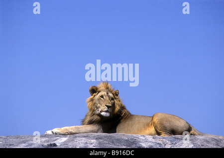 Young male lion à crinière bien reposant sur un kopje rock Parc National de Serengeti Tanzanie Afrique de l'Est Banque D'Images