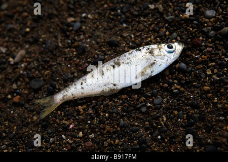 Les poissons morts à Playa Buenavista sur la presqu'île de Nicoya, Costa Rica. Banque D'Images