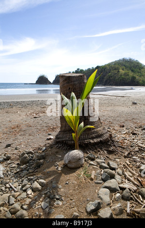 Tirer sur un palm beach sur la péninsule de Nicoya au Costa Rica. Banque D'Images