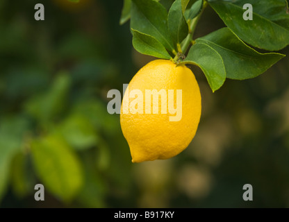 "Lisbonne" citron variété pendaison sur Branch. Banque D'Images