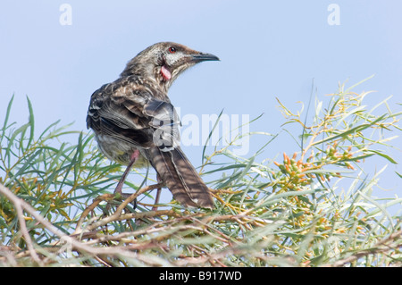 Wattlebird rouge Anthochaera carunculata', 'le feuillage indigènes Banque D'Images