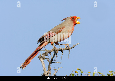 Pyrrhuloxia Cardinalis sinuatus Tucson Pima Comté Arizona United States 8 mâles adultes Mars Cardinalidae Banque D'Images