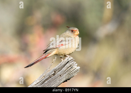 Pyrrhuloxia Cardinalis sinuatus Tucson Pima Comté Arizona États-unis 8 mars femme adulte Cardinalidae Banque D'Images