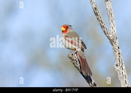 Pyrrhuloxia Cardinalis sinuatus Tucson Pima Comté Arizona États-unis 8 mars femme adulte Cardinalidae Banque D'Images