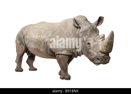 Rhinocéros blanc ou Square lipped rhinoceros Ceratotherium simum 10 ans devant un fond blanc Banque D'Images