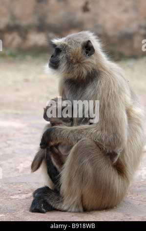 Animaux singe Semnopithèque Entelle Hanuman femelle avec son bébé dans le parc national de Ranthambore Inde Banque D'Images