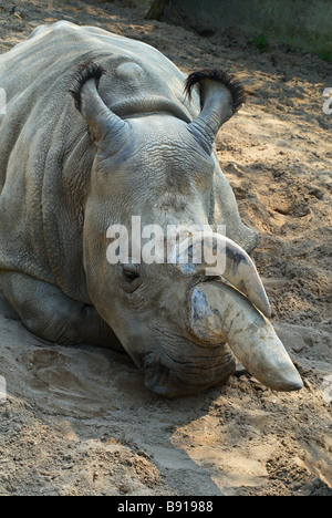 Deux rhinocéros unicorne au zoo Dvur Kralove dans l'Est de la Bohême, République Tchèque Banque D'Images