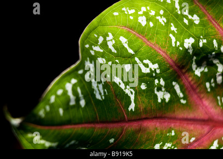 Close-up macro image d'une feuille mouchetée aux couleurs vives appartenant à l'usine de Caladium Banque D'Images