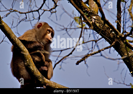 Macaque Macaca nemestrina cochon dans une forêt dans le nord-est de l'état indien de l'Assam Banque D'Images