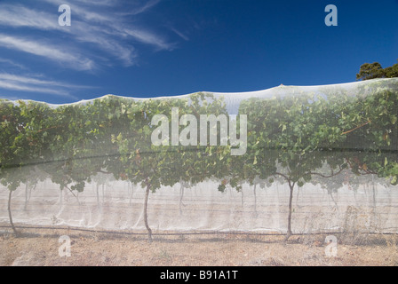 Vignes du vignoble sous un régime de protection des filets d'oiseaux, dans l'ouest de l'Australie Banque D'Images