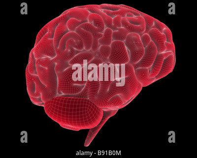 cerveau de fil Banque D'Images